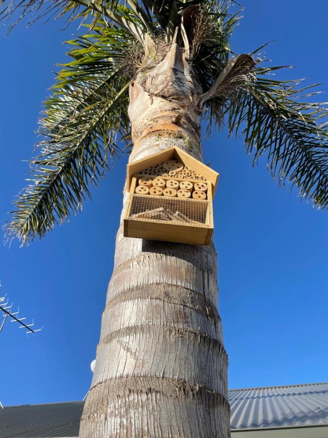 קינגסקוטה Ki Dragonfly Guesthouse מראה חיצוני תמונה