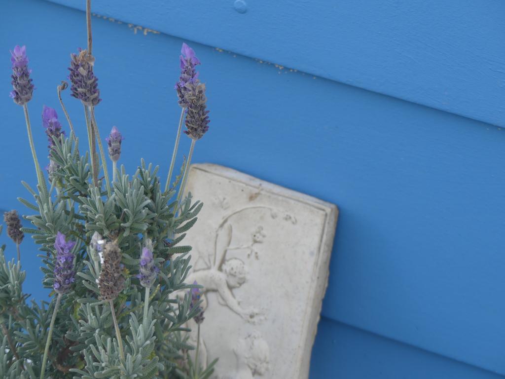קינגסקוטה Ki Dragonfly Guesthouse מראה חיצוני תמונה